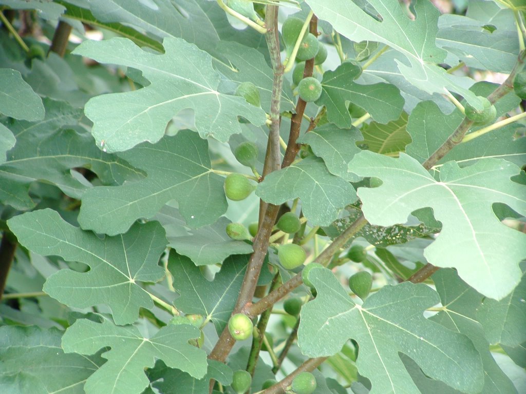 Where should you plant a fig tree?